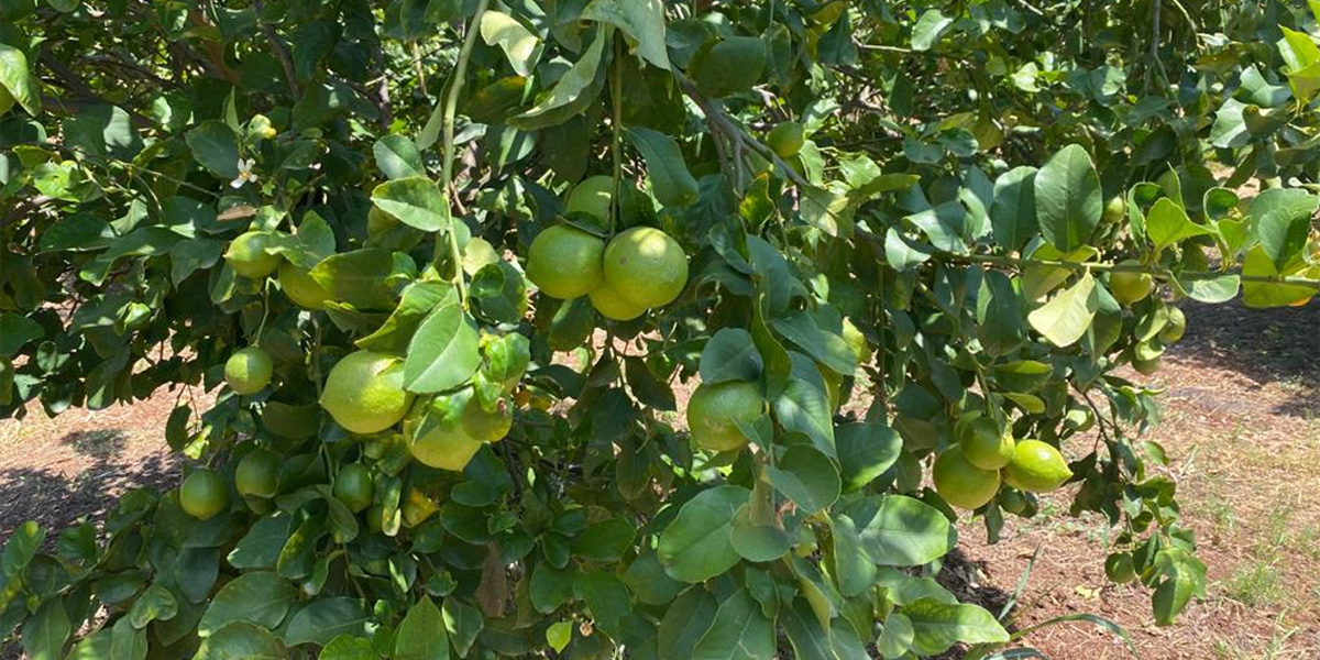 Il Verdello, il limone d’estate che profuma di Sicilia: OP Cai guida la raccolta
